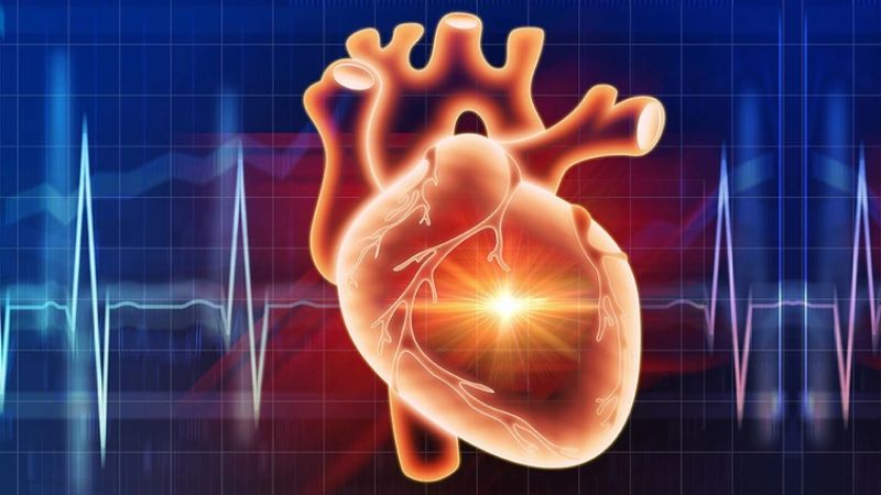 Củ sắn có tác dụng ngăn ngừa các bệnh liên quan đến tim mạch Củ sắn có tác dụng ngăn ngừa các bệnh liên quan đến tim mạch