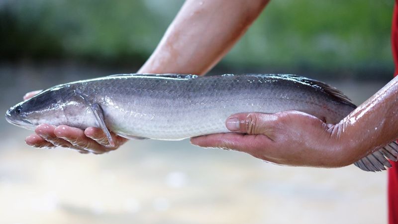 Người bệnh gút không nên ăn cá lóc