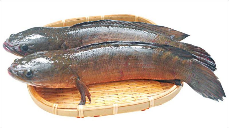 Thành phần dinh dưỡng trong cá lóc giúp duy trì độ ẩm và độ đàn hồi cho da