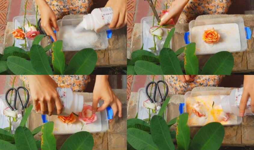 Sử dụng silica gel để làm hoa khô