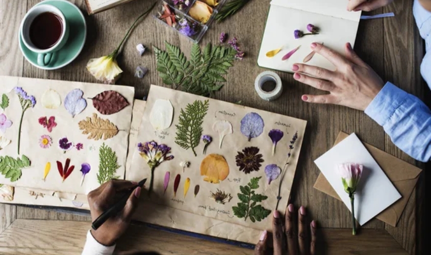 Ép hoa trong sách để làm hoa khô