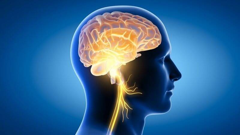 Omega-3 từ cá béo như cá thu có thể giảm nguy cơ mắc bệnh Alzheimer, chứng mất trí và các vấn đề về suy giảm chức năng nhận thức