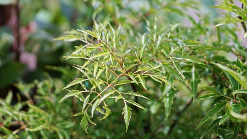 Bạn chỉ nên sử dụng khoảng 50 - 100g lá đinh lăng tươi mỗi ngày