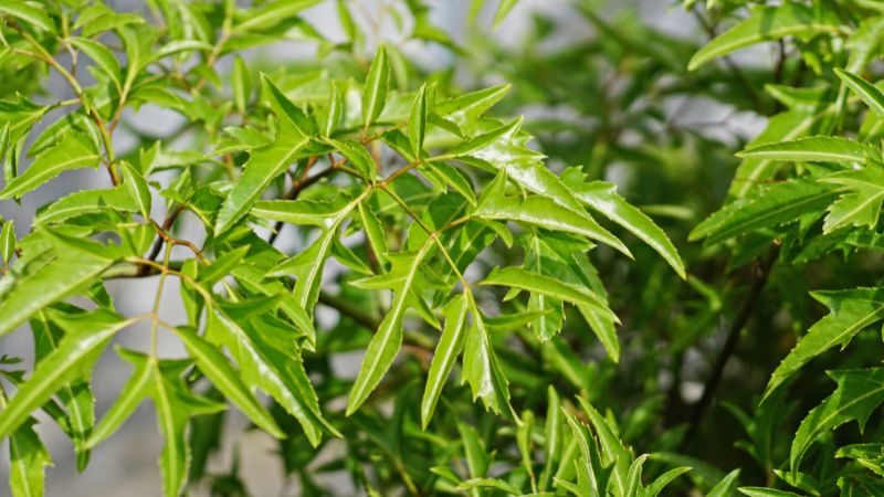 Cây đinh lăng có tác dụng gì? 13 công dụng và lưu ý khi dùng