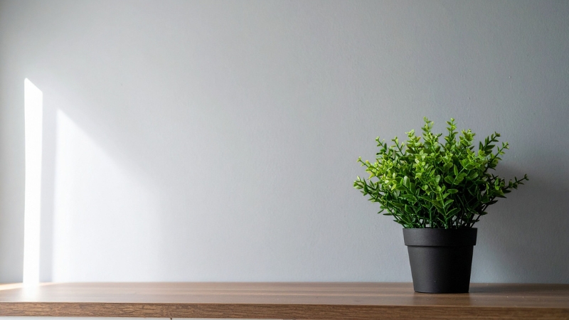 C&acirc;y cảnh mini để b&agrave;n