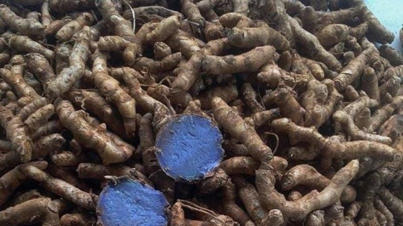 Nghệ đen chứa nhiều thành phần hóa học quý giá mang lại hoạt tính sinh học như curzerenone, curcumin, camphene,...