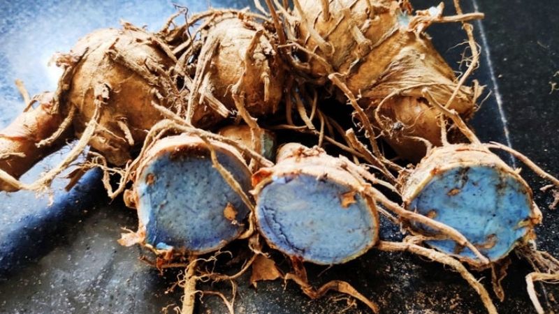 Nghệ đen chứa nhiều hoạt chất có khả năng chống oxy hóa mạnh mẽ