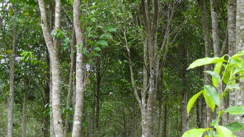 Cây trầm hương là một loài cây thân gỗ lớn, có thể cao đến 30-40m