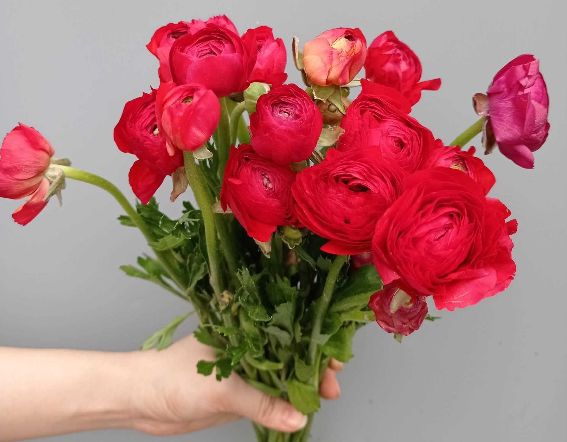 Hoa Mao Lương đỏ tượng trưng cho tình yêu nồng nàn, mãnh liệt và sự lãng mạn