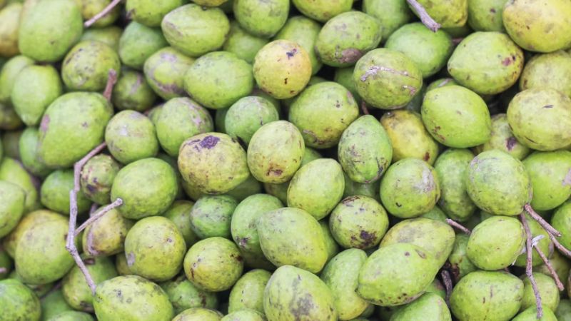 Kha tử có tác dụng giảm nhu động ruột và điều trị táo bón