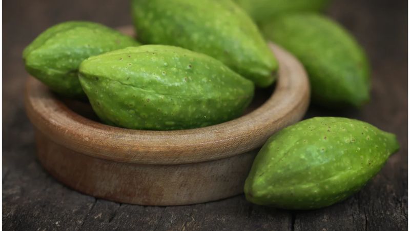 Kha tử có khả năng quản lý đường huyết ổn định