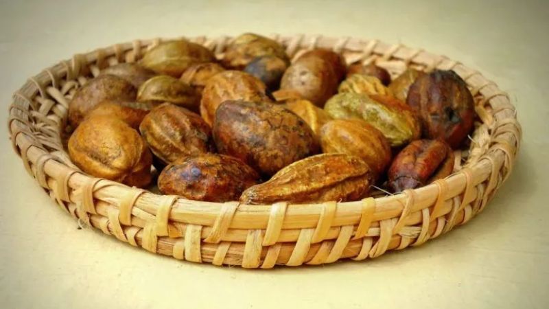 Kha tử có tác dụng hỗ trợ điều trị hiệu quả bệnh động kinh