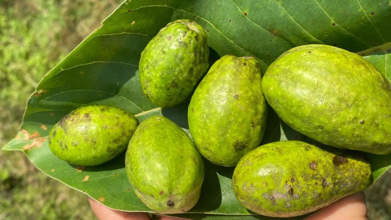 Kha tử có tiềm năng mạnh trong việc ngăn ngừa ung thư
