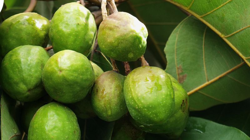 Kha tử có tác dụng giảm nồng độ cholesterol toàn phần, triglyceride, LDL-C