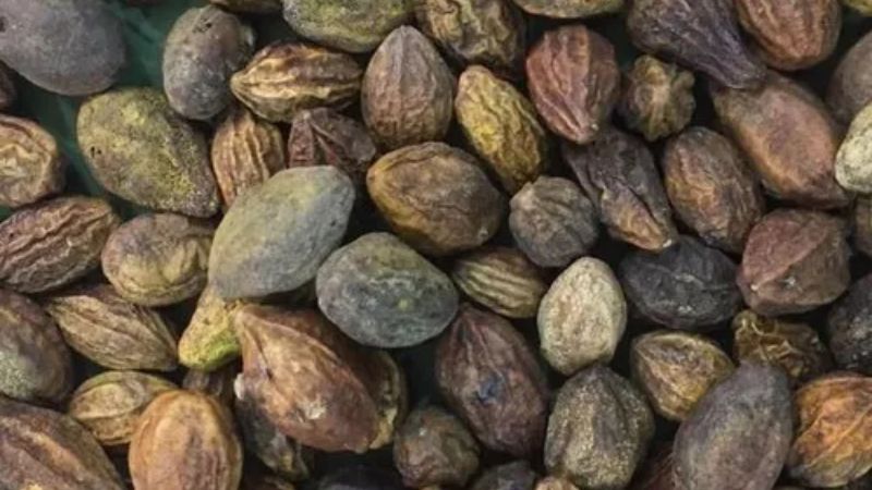 Kha tử có khả năng tham gia vào quá trình bảo vệ tế bào thần kinh