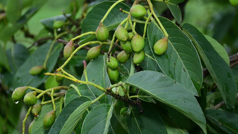 Kha tử có tác dụng bảo vệ gan nhờ các hoạt chất như chebulic acid và neo-chebulic acid