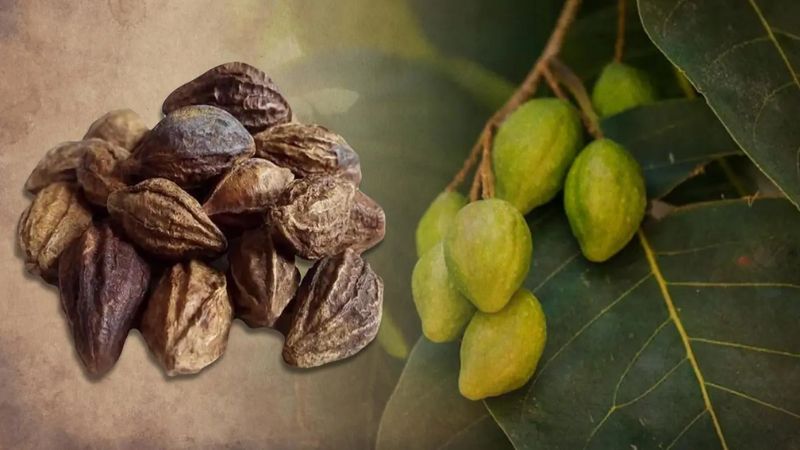 Quả kha tử thường dùng để làm thuốc