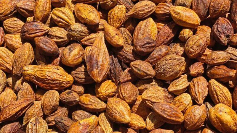 Kha tử thường được dùng để chữa ho, viêm họng 