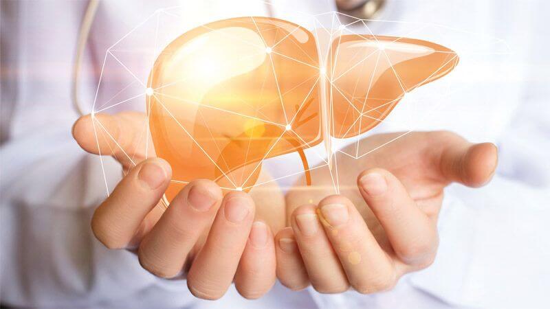 Chiết xuất từ vỏ cây lá dung giúp tái tạo gan và ngăn ngừa xơ gan Chiết xuất từ vỏ cây lá dung giúp tái tạo gan và ngăn ngừa xơ gan