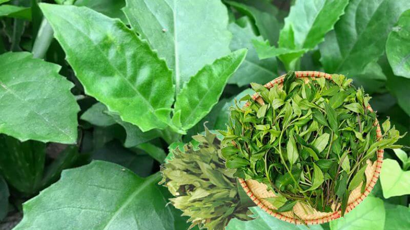 Cây Bầu đất là một dược liệu đa năng với khả năng hỗ trợ điều trị nhiều bệnh lý