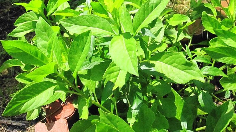 Bầu đất tươi có thể sử dụng trực tiếp trong các bài thuốc dân gian hoặc chế biến thành món ăn để hỗ trợ sức khỏe