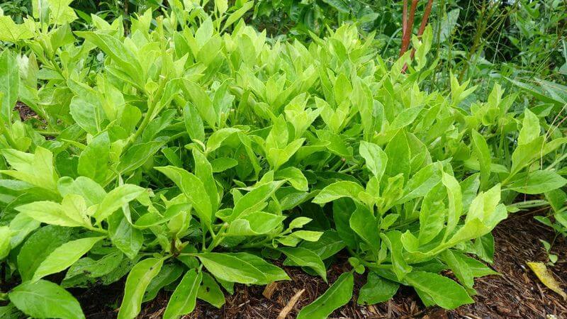 Trước khi áp dụng bất kỳ bài thuốc nào từ cây Bầu đất, hãy tham vấn bác sĩ hoặc chuyên gia y học cổ truyền để tránh các tác dụng phụ không mong muốn