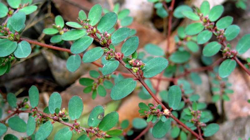 Cây cỏ sữa lá nhỏ có tên khoa học Euphorbia thymifolia L. thuộc họ Thầu dầu