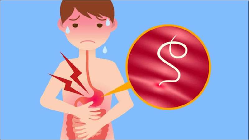 Chiết xuất cỏ sữa lá nhỏ có hoạt tính chống giun sán