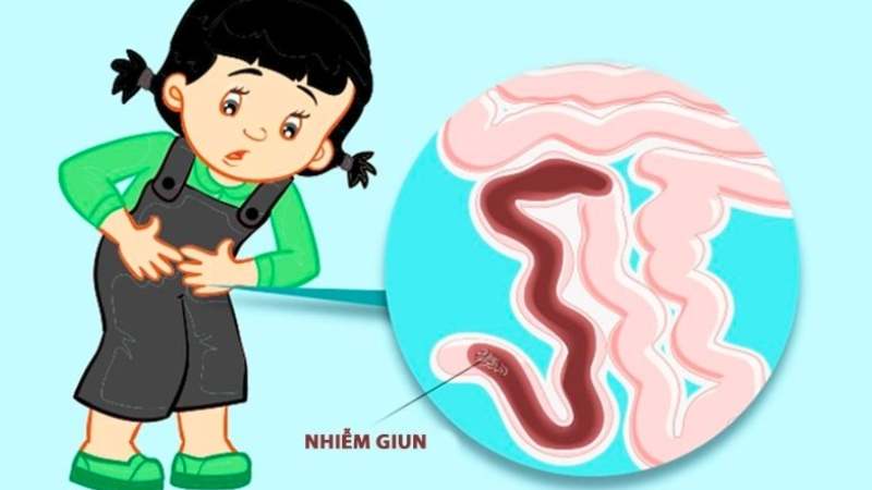 Lá cỏ sữa có tác dụng chữa giun sán