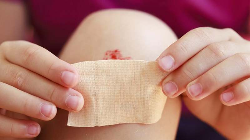 Giã nát cây cỏ sữa lá nhỏ đắp lên vết thương giúp cầm máu