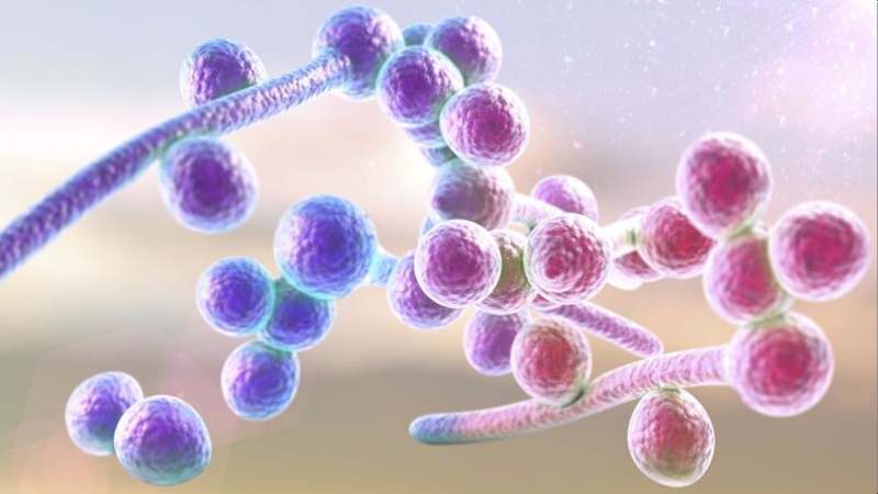 Cây cỏ sữa lá nhỏ có hoạt động chống lại chủng nấm Candida albicans