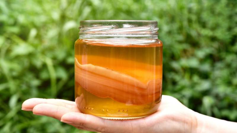 Kombucha được làm từ trà xanh giàu polyphenol giúp chống oxy hóa mạnh mẽ