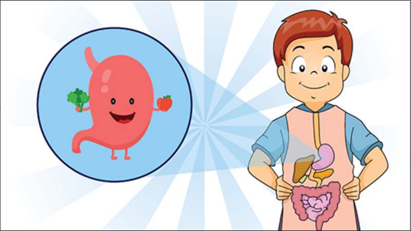 Quá trình lên men của trà kombucha tạo ra các loại axit tốt cho hệ tiêu hóa