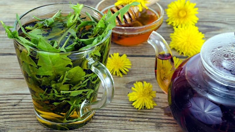 Trà bồ công anh có thể giúp ngăn ngừa ung thư di căn