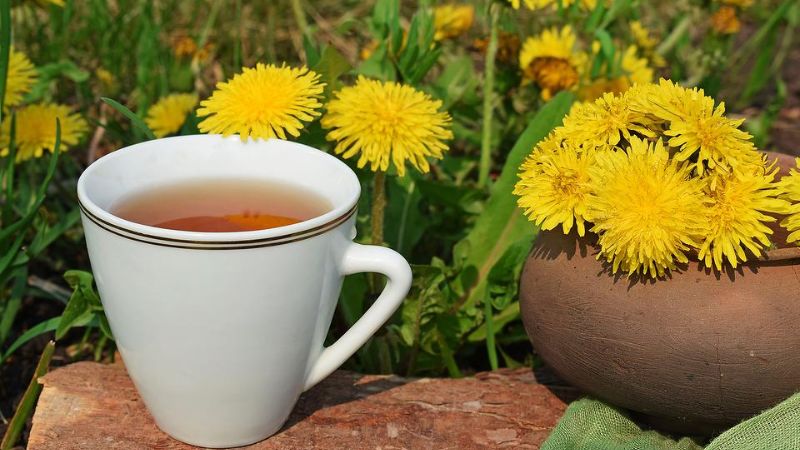 Uống quá nhiều trà bồ công anh có thể bị tiêu chảy hoặc ợ nóng...