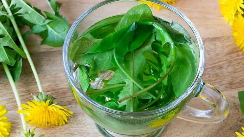 Phụ nữ có thai hoặc đang cho con bú không nên uống trà bồ công anh