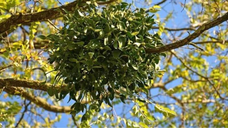 Tầm gửi là loài bán ký sinh, thường bám vào thân, cành hoặc rễ của cây chủ