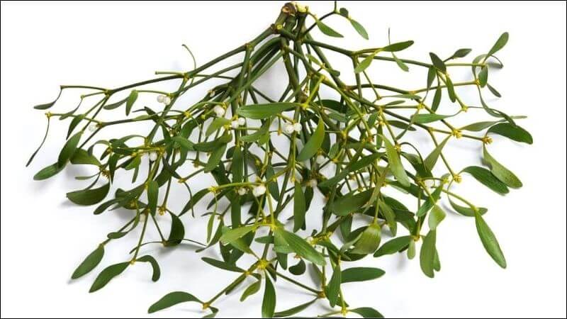 Trong tầm gửi cây gạo chứa nhiều hoạt chất như: trans-phytol, alpha-tocopherol quinone, afzeline, quercitrin, catechin và quercituron