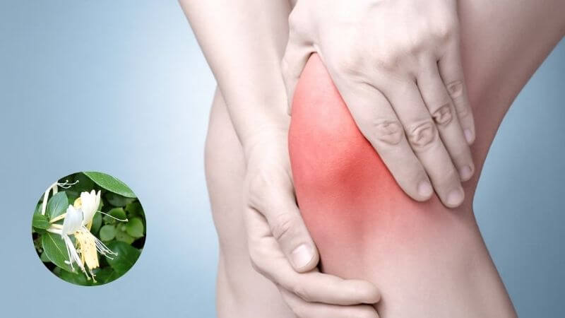 Các acid hữu cơ trong kim ngân hoa có hoạt tính kháng viêm