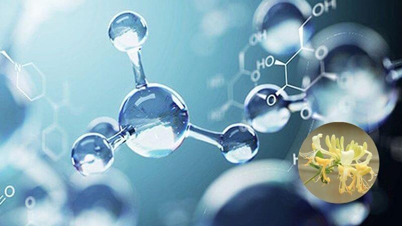 Polysaccharide được chiết xuất từ kim ngân hoa có tác dụng ức chế đáng kể các gốc tự do trong tế bào