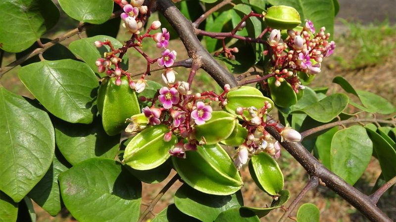 Vỏ cây, hoa, lá, rễ và quả cây khế đều được dùng làm thuốc