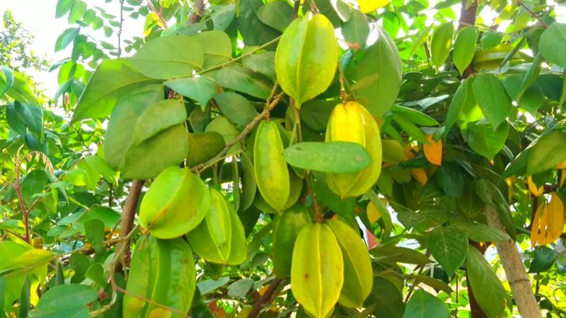 Chiết xuất lá khế có khả năng điều chỉnh lượng đường trong máu