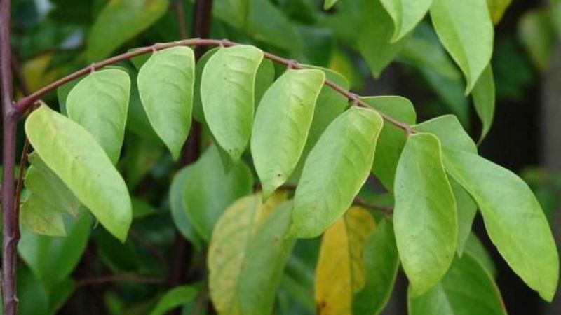 Chiết xuất ethanolic từ lá khế có đặc tính kháng viêm 