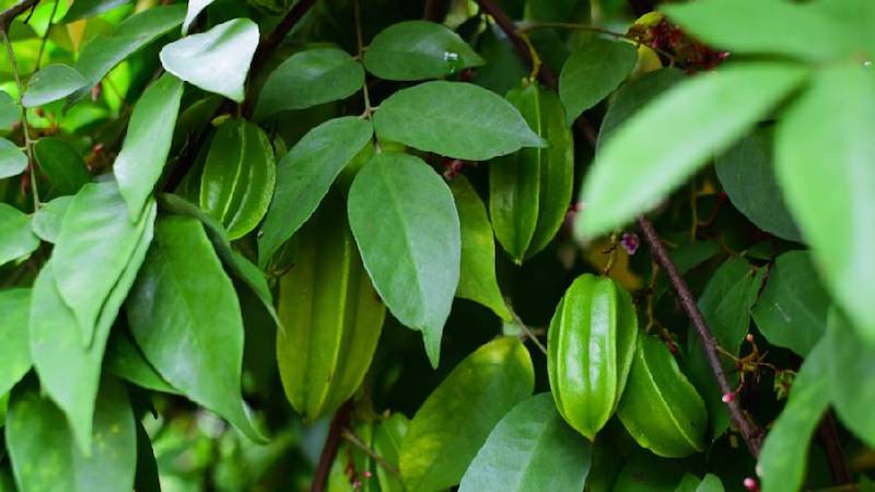Lá khế được sử dụng để hỗ trợ điều trị bệnh chàm, rôm sảy, mụn nhọt...