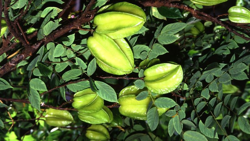Bạn có thể sử dụng 20 - 40g lá khế một ngày