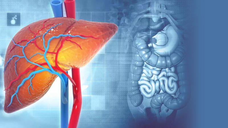 Saponin trong sâm ngọc linh giúp cải thiện các thông số sinh hóa liên quan đến chức năng gan