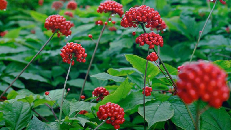 Sâm ngọc linh có tác dụng tích cực trong việc hỗ trợ điều trị nhiều bệnh lý 