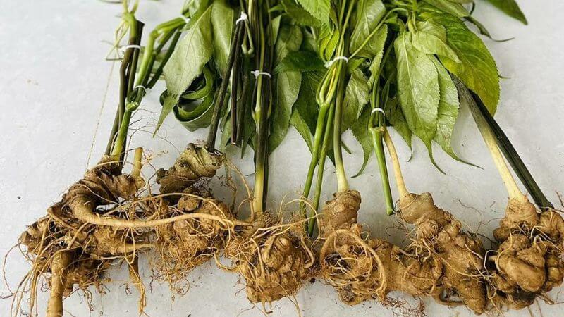Sâm ngọc linh thường được phối hợp với các loại thảo dược khác để tăng hiệu quả