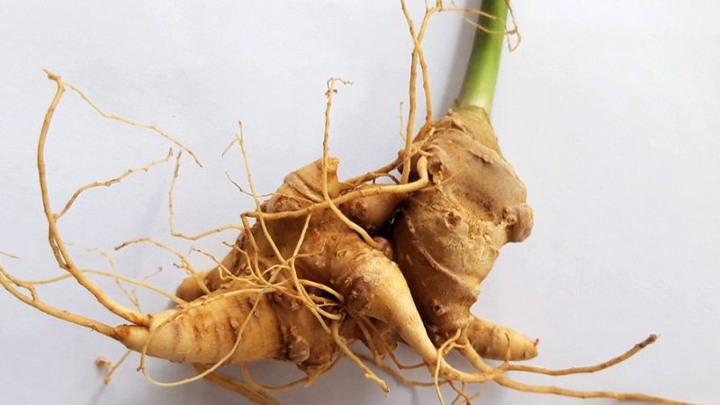 Mỗi ngày, bạn có thể ngậm 3 - 5 lát sâm ngọc linh ngâm mật ong