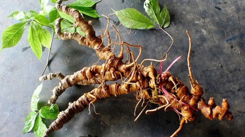 Saponin là hoạt chất có hoạt tính sinh học mạnh nhất trong sâm ngọc linh 